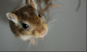 Gay Gerbil Porn - Is 'The Gerbil & the Gay Couple' a Homophobic Urban Legend? - Spokus