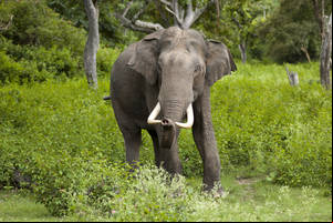 asian baby sucking cock - A tusked male Asian elephant in Bandipur National Park, Karnataka, India
