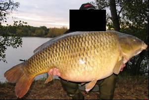 Bestiality Porn Man - Zimbabwean husband in the UK has been caught with hardcore bestiality  p.o.r.n film of a man having sex with